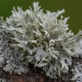 Sinewed Ramalina, Ramalina americana, Adele Durbin Park, Stow, Ohio