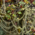 Methusaleh's Beard Lichen, Usnea longissima, Columbia River Gorge, Oregon