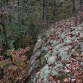 Cladonia Lichens, Watch Rock Trail, Vinton Experimental Forest, Ohio