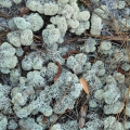Powder puff lichen, Cladonia evansii,  near Fort Pickens, Florida