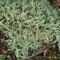 Granite Thorn Cladonia, Cladonia caroliniana, Vinton County, Ohio