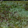 Common Powderhorn Lichen, Cladonia coniocraea, Akron, Ohio