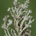 Ladder Lichen, Cladonia cervicornis, Oak Openings, Ohio