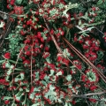 British Soldier Lichen, Cladonia cristatella, Oak Openings Metropark,  Ohio