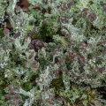 Peg Lichen, Cladonia polycarpoides, Symmes Creek, Gallia County,  Ohio
