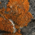 Elegant Sunburst Lichen, Xanthoria elegans, Bruce Peninsula, Ontario
