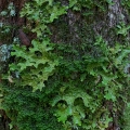 Lung Lichen, Lobaria pulmonaria, Black River, Michigan