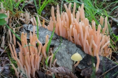 Mushrooms