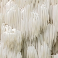 Bear's Tooth Fungus - Hericium americanum