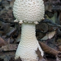 Coker's Amanita - Amanita cokeri