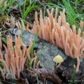 Coral Mushrooms - Clavaria sp.