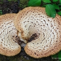 Dryad's Saddle - Polyporus squamosus