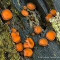 Eyelash cups, Scutellinia scutellata, Hampton Ridge, Summit County