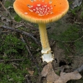 False Caesar's Mushroom - Amanita parcivolvata
