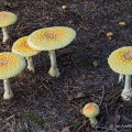Fly Amanita - Amanita muscaria