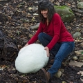 Giant Puffball - Calvatia gigantea