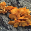 Jack O'Lanterns - Omphalotus illudens
