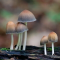 Mica Caps - Coprinellus micaceus