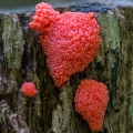 Red Raspberry Slime - Tubifera ferruginosa