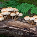 Scaly Pholiotas - Pholiota squarrosa