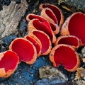 Scarlet Cup - Sarcoscypha austriaca