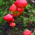 Scarlet Waxy Caps - Hygrocybe coccinea