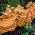 Sulphur Shelf - Laetiporus sulphureus