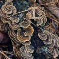 Turkey Tail Polypore - Trametes versicolor