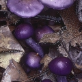 Violet Cortinarius - Cortinarius iodes