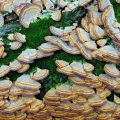 Violet-toothed Polypore - Trichaptum biforme