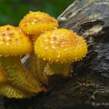 Yellow Pholiota - Pholiota flammans