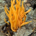 Yellow Spindle Coral - Clavulinopsis fusiformis