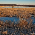 Winter sunlight paints the marshes gold at Big Island Wildlife Area, west of Marion along State Route 95.