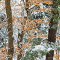 Snowfall, near Brandywine Falls