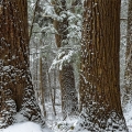 A grove of snow-covered hemlock trees at Ritchie Ledges in the Cuyahoga Valley National Park, near Boston Mills in Summit County.