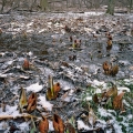 Skunk Cabbage, Rocky River Reservation, Cleveland Metroparks