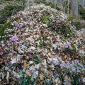 Hepaticas of varying hues carpet the hillsides in early spring at Clifton Gorge State Nature Preserve in Greene County.