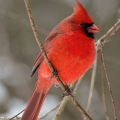 A male cardinal, Ohio's state bird, poses in Cuyahoga Valley National Park.