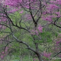 Redbud, Near Clarksville, Clinton County