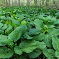 Skunk Cabbage Leaves, Eagle Creek State Nature Preserve, Portage County