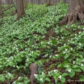 White Trilliums, Hubbard Valley Park, Medina County