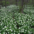 White Trilliums, Back to the Wild, Castalia