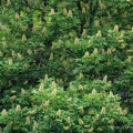 Buckeye Trees, Ohio Governor's Residence, Bexley