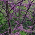 Redbud, Cleveland Zoo