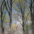 Kyle Woods State Nature Preserve, Mahoning County