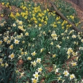 Wagner Daffodil Trail, Furnace Run Metropark, Cleveland Metroparks