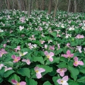 Trilliums, Cascade Metropark, Summit County