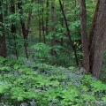 Blue-eyed Mary & Mayapples, Zaleski State Forest