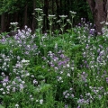 Dame's Rocket & Cow Parsnip, Cuyahoga Valley