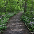 Wild Geraniums, Fowler Woods State Nature Preserve, Richland County